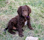 Murray River Curly Coated Retriever puppy