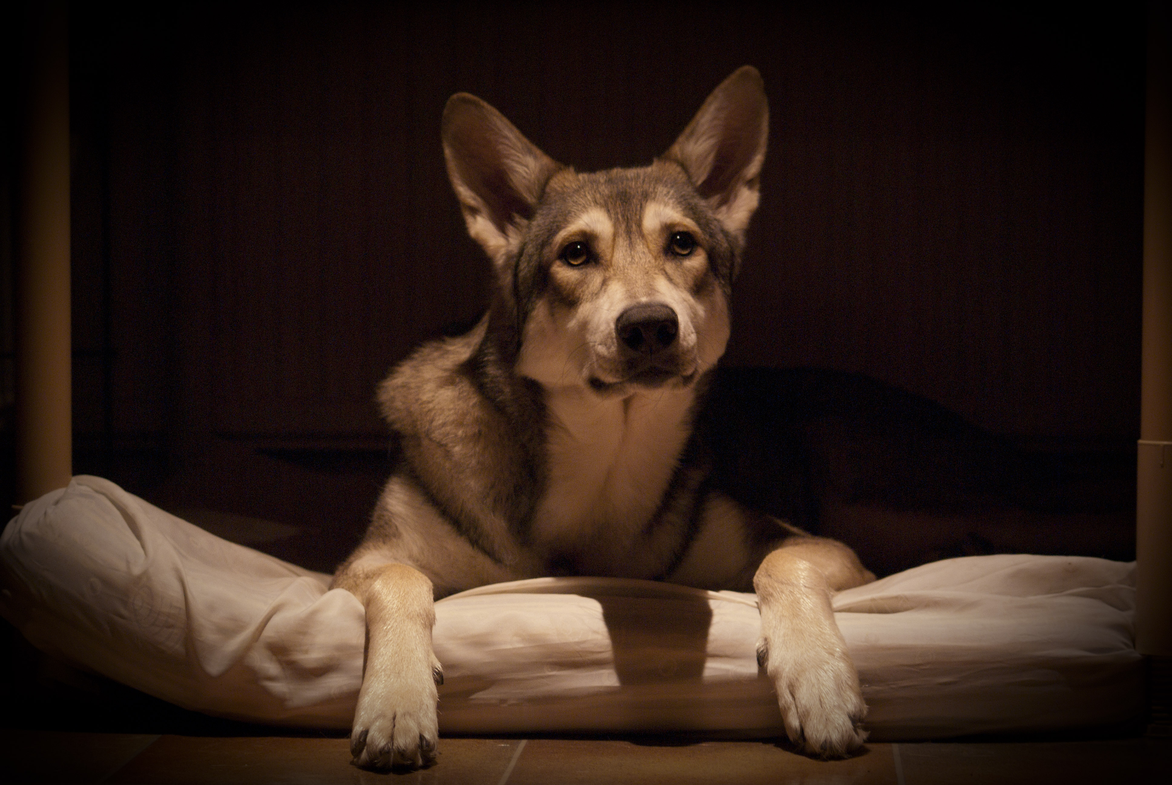 Таинственная волчья собака Сарлоса фото