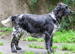 Münsterländer, Large dog in the forest