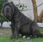 Neapolitan Mastiff on the grass