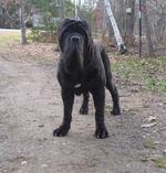 Neapolitan Mastiff on the road