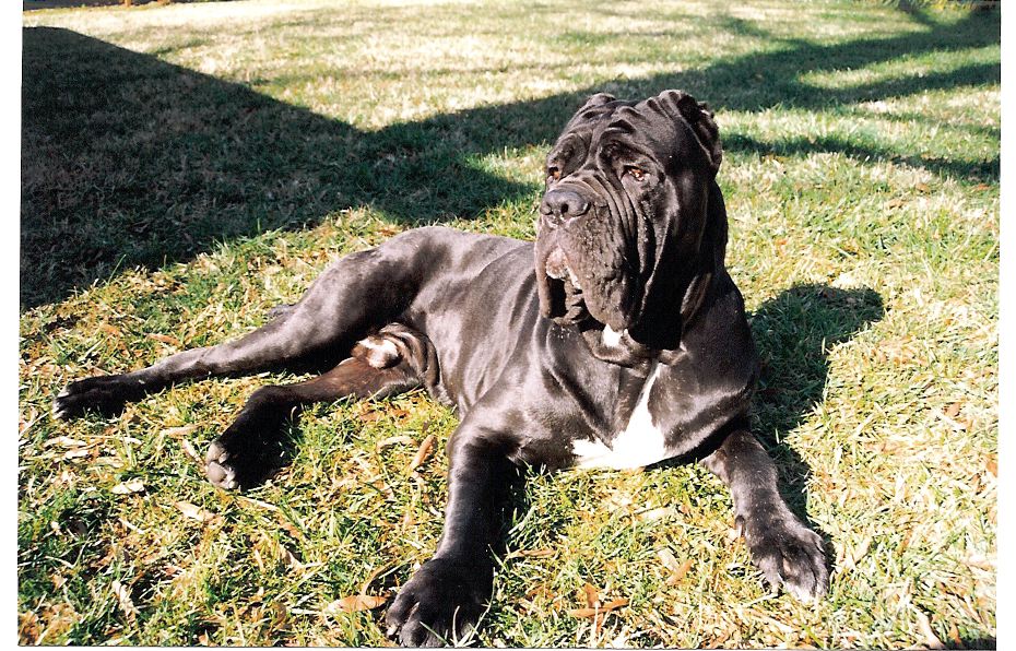 Neapolitan Mastiff wallpaper