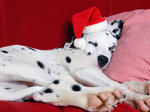 New Year Dalmatian dog