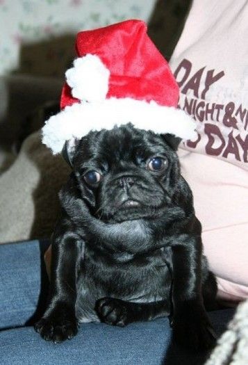 New Year's Day black Pug фото