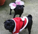 New Year's Day black Pugs