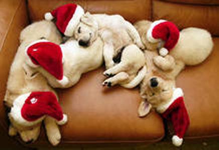 New Year's Day Labrador dogs wallpaper
