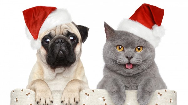 New Year's Day Pug and cat фото