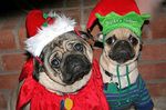 New Year's Day Pug dogs