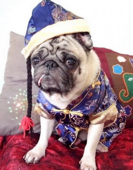 New Year's Day Pug in blue фото