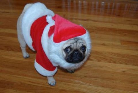 New Year's Day Pug on the floor фото