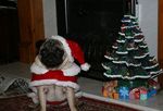 New Year's Day Pug 