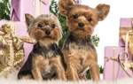 New Year's Day Yorkshire Terriers