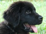 Newfoundland dog face