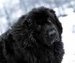 Newfoundland dog in the snow