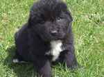 Newfoundland puppy