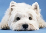 Nice white West Highland White Terrier dog