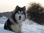 Nice adult Alaskan Malamute dog