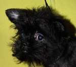 Nice Affenpinscher is looking at you