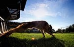 Nice Afghan Hound on the field