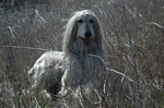 Nice Afghan Hound