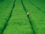 Nice Airedale Terrier in the field