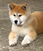 Nice Akita Inu at rest