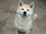 Nice Akita Inu looking at you