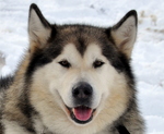 Nice Alaskan Malamute Jack