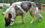 Nice American Alsatian