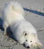 Nice American Eskimo Dog 