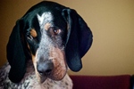 Nice Bluetick Coonhound dog