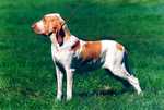 Nice Bracco Italiano green