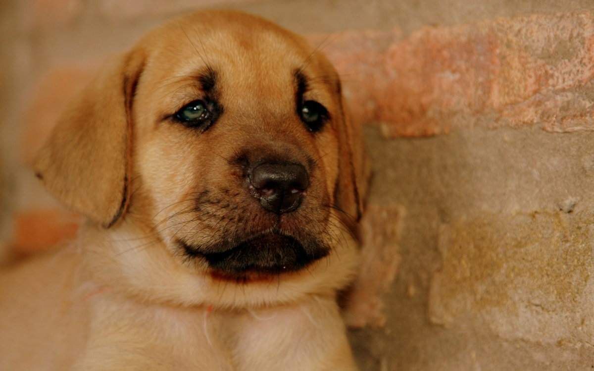 Милый щенок брогольмера фото