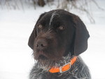 Nice Cesky Fousek dog winter