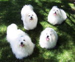 Nice Coton de Tulear dogs