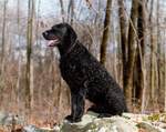 Nice Curly Coated Retriever dog