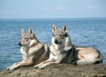 Nice Czechoslovak Wolfdog dogs by the sea