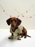 Nice Dachshund in Christmas Day