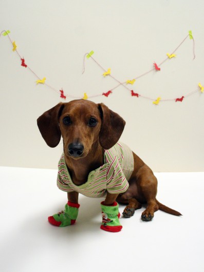 Nice Dachshund in Christmas Day фото