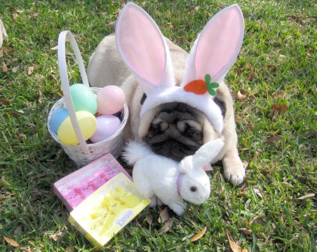 Nice Easter Pug фото