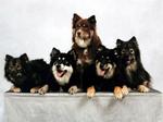 Nice Finnish Lapphund dogs 