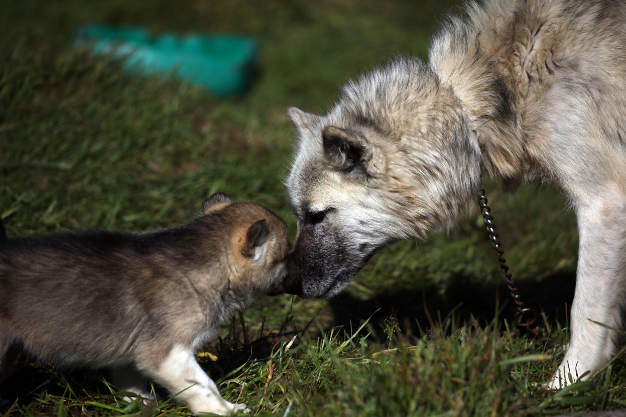 Хорошая гренландская собака и ее детеныш фото