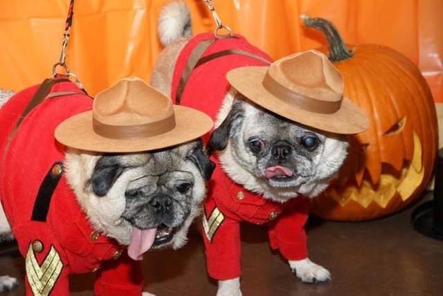 Nice Halloween Pug dogs фото