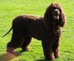 Nice Irish Water Spaniel dog