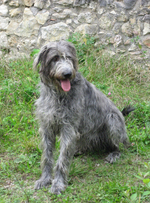 Nice Irish Wolfhound dog 