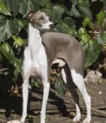 Nice Italian Greyhound dog 