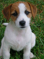 Nice Jack Russell Terrier dog