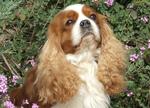 Nice King Charles Spaniel dog