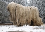 Nice Komondor dog