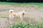 Nice Korean Jindo Dog 